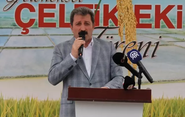 Bafra Ovası'nda Çeltik Ekimi Başladı