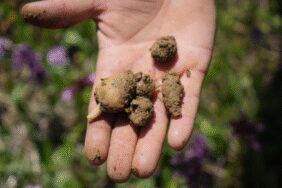 Samsun'da hasadı başlayan salep 3 bin liradan satılıyor