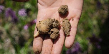 Samsun'da hasadı başlayan salep 3 bin liradan satılıyor