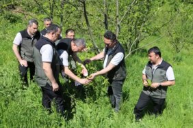 Kestane Gal Arısına Biyolojik Mücadele