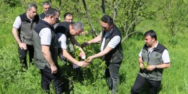 Kestane Gal Arısına Biyolojik Mücadele