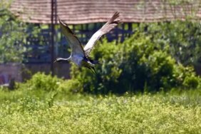 Kızılırmak Deltası'ndaki Turna İzleme Çalışmaları