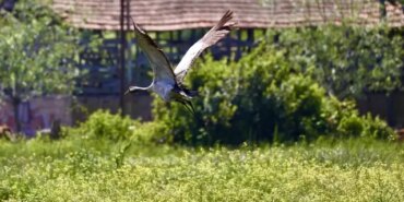 Kızılırmak Deltası'ndaki Turna İzleme Çalışmaları