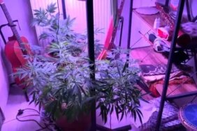 Samsun'da Kenevir Serası Ele Geçirildi