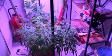 Samsun'da Kenevir Serası Ele Geçirildi