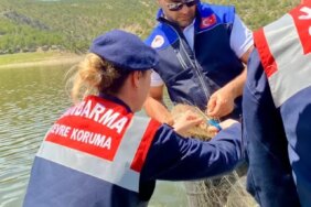 Samsun'da Takılı Balıklar Kurtarıldı - Son Dakika