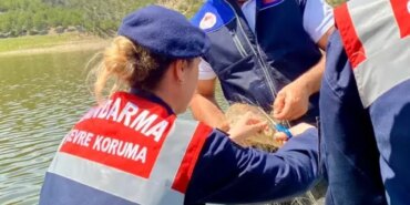 Samsun'da Takılı Balıklar Kurtarıldı - Son Dakika