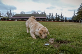 Su kaçaklarını hassas burunlar tespit edecek