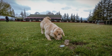 Su kaçaklarını hassas burunlar tespit edecek