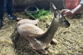 Yaralı Karaca Tedavi Altında - Son Dakika