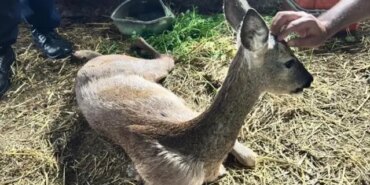 Yaralı Karaca Tedavi Altında - Son Dakika