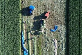 Bafra'da Pırasa Rekoltesi 28 Bin Ton Bekleniyor