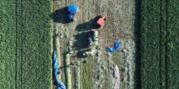 Bafra'da Pırasa Rekoltesi 28 Bin Ton Bekleniyor