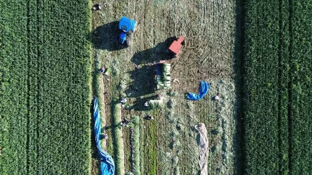 Bafra'da Pırasa Rekoltesi 28 Bin Ton Bekleniyor