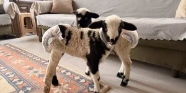 Çiftçi Evde Kuzu Bakıyor - Son Dakika