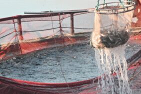 Denizi olmayan ilde üretilip Rusya ve Japonya'ya satıyor