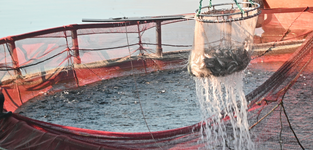 Denizi olmayan ilde üretilip Rusya ve Japonya'ya satıyor