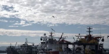 İğneada'da Hamsi Avı Bereketli Geçiyor