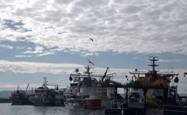 İğneada'da Hamsi Avı Bereketli Geçiyor