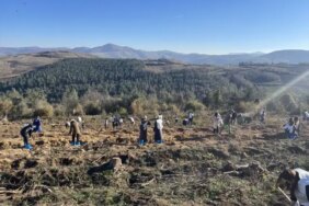 Samsun'da 350 Fidan Dikildi - Son Dakika