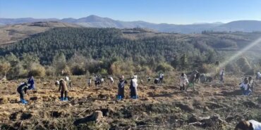 Samsun'da 350 Fidan Dikildi - Son Dakika