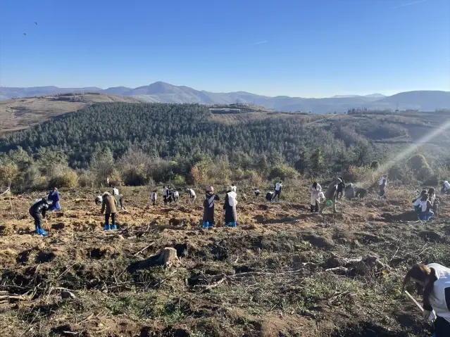 Samsun'da 350 Fidan Dikildi - Son Dakika