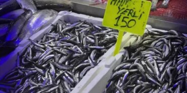 Samsun'da Hamsi Fiyatları 150 Lira