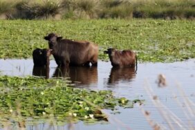 Samsun'da Manda Markalaşma Projesi - Son Dakika