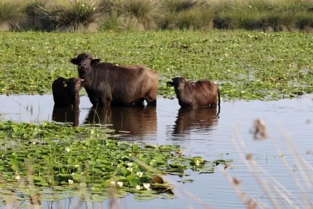 Samsun'da Manda Markalaşma Projesi - Son Dakika