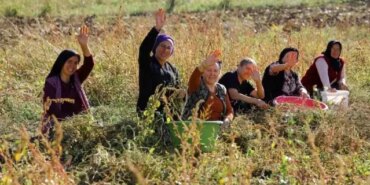 Samsun'da bitkisel ve hayvansal üretim destekleniyor