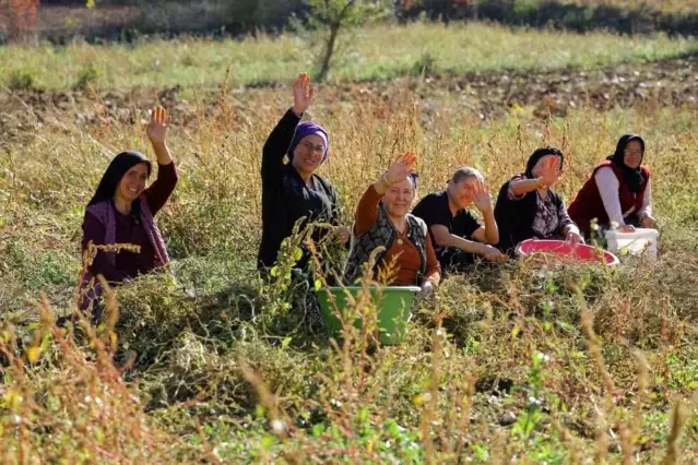 Samsun'da bitkisel ve hayvansal üretim destekleniyor