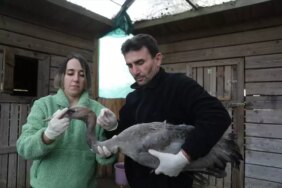 Yaralı Turna Yavrusu Tedavi Altında