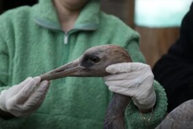 Yaralı Turna Yavrusuna Tedavi - Son Dakika