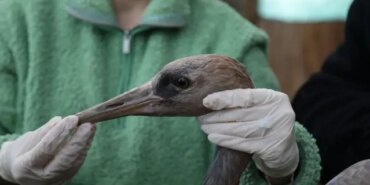 Yaralı Turna Yavrusuna Tedavi - Son Dakika