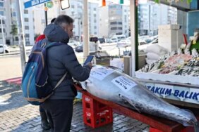 Akçakoca'da 353 Kg Orkinos Satışta