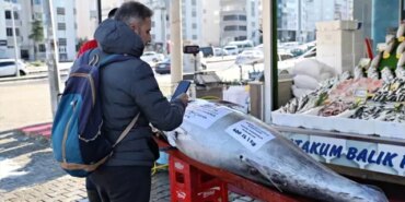 Akçakoca'da 353 Kg Orkinos Satışta