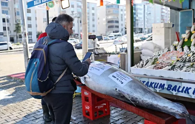 Akçakoca'da 353 Kg Orkinos Satışta