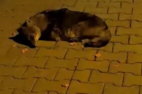 Atakum'da Bitkin Çakal Yavrusuna Bakım