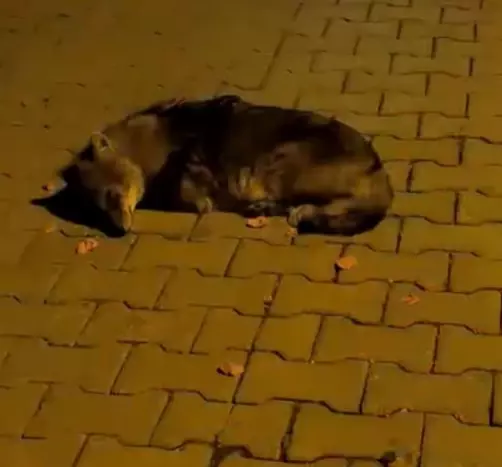 Atakum'da Bitkin Çakal Yavrusuna Bakım