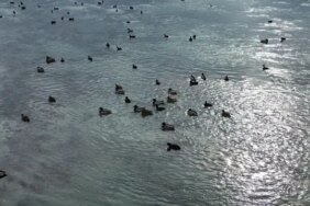 Bafra'da Yaban Ördekleri Havadan Görüntülendi