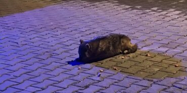 Bitkin Çakal Yavrusu Tedavi Altına Alındı