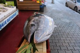 Düzce açıklarında bir gün sonra bu kez de 353 kiloluk orkinos yakalandı