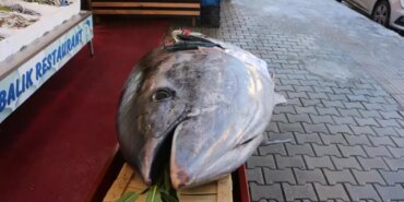 Düzce açıklarında bir gün sonra bu kez de 353 kiloluk orkinos yakalandı