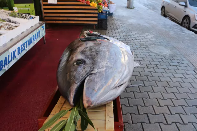 Düzce açıklarında bir gün sonra bu kez de 353 kiloluk orkinos yakalandı