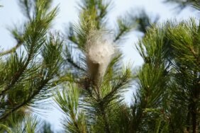 Hem ağaca hem insanlara zararı var: Samsun ormanlarında çam kese tırtılı istilası