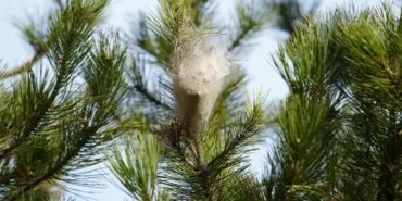 Hem ağaca hem insanlara zararı var: Samsun ormanlarında çam kese tırtılı istilası