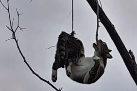 Kedi Ağaçta Asılı Bulundu - Son Dakika