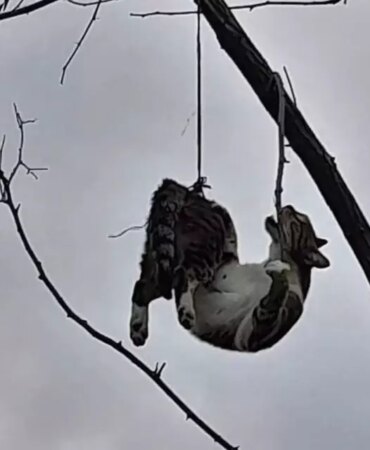 Kedi Ağaçta Asılı Bulundu - Son Dakika
