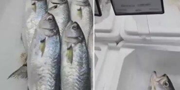 Markette satılan balığın fiyatını duyunca büyük şaşkınlık yaşadı