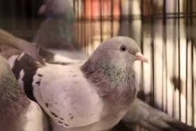 Samsun'da Güvercin Yarışması Düzenlendi - Son Dakika